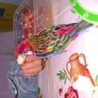 mi rosella...que colorido!!
